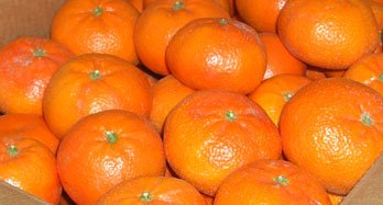 Mandarina Tardía 12 Kg