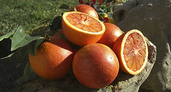 Naranjas Sanguineli 15Kg